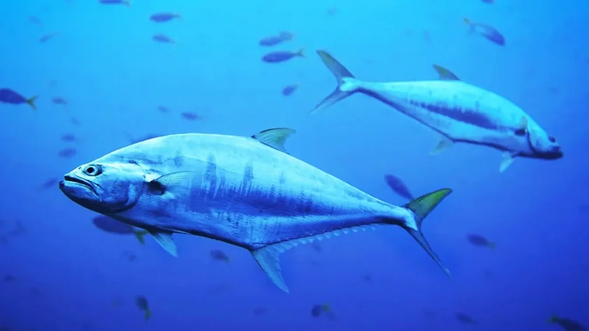 Spektakularny powrót tuńczyka do Danii