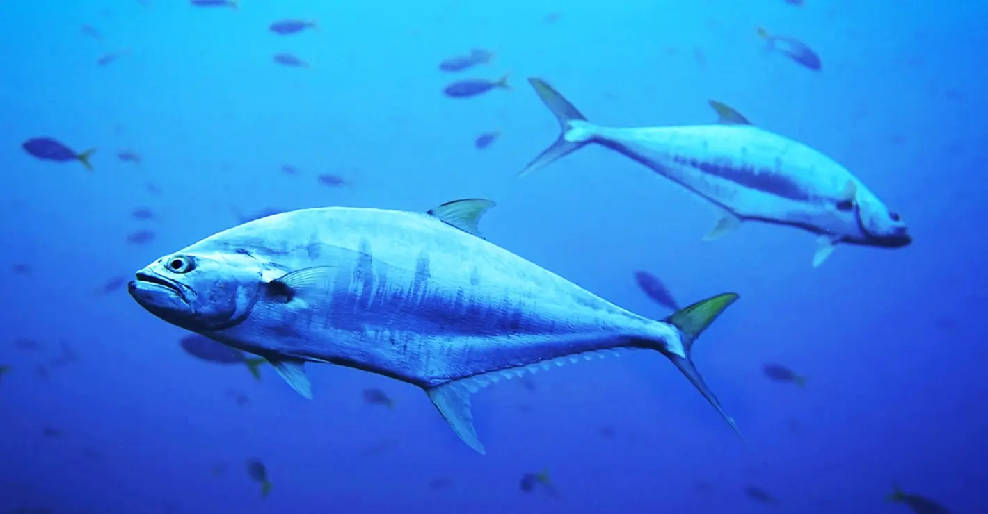 Spektakularny powrót tuńczyka do Danii