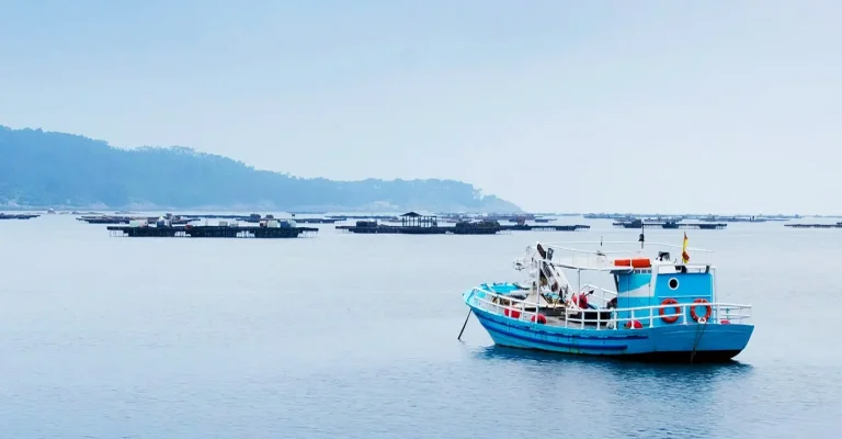 Spektakularny powrót tuńczyka do Danii